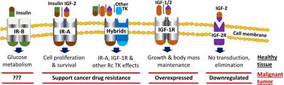 Insulin-like growth factor-1 signaling in the tumor microenvironment: Carcinogenesis, cancer drug resistance, and therapeutic potential